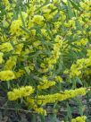 Acacia lanigera