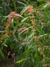 Acacia leprosa Scarlet Blaze