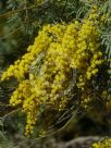 Acacia leucoclada argentifolia