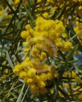 Acacia linearifolia