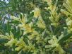 Acacia longifolia longifolia
