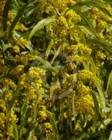 Acacia macradenia
