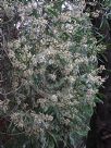 Acacia melanoxylon