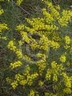 Acacia menzelii