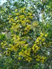 Acacia montana