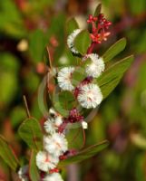 Acacia myrtifolia