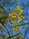 Acacia neriifolia