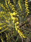 Acacia neriifolia