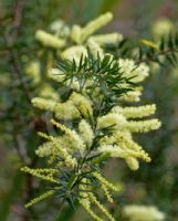 Acacia oxycedrus