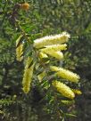 Acacia oxycedrus