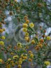 Acacia paradoxa