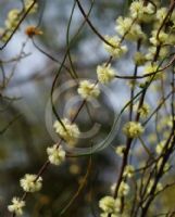 Acacia phasmoides