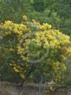 Acacia podalyriifolia