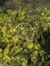 Acacia pravissima Kuranga Cascade