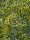 Acacia prominens
