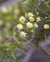 Acacia rupicola