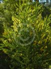 Acacia semilunata