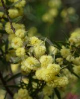 Acacia siculiformis