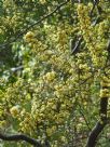 Acacia siculiformis