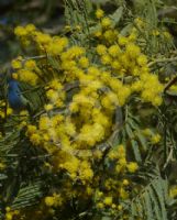 Acacia silvestris