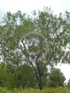 Acacia stenophylla