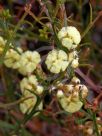 Acacia stenoptera