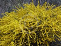Acacia triptera