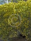 Acacia vestita
