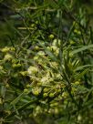 Acacia victoriae