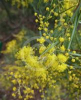 Acacia williamsonii