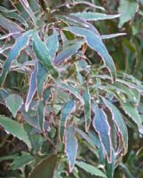 Acalypha wilkesiana Firestorm