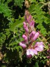 Acanthus polystachyus