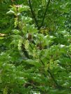 Acer capillipes