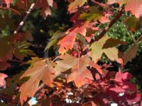 Acer freemanii Autumn Blaze