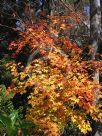 Acer freemanii Autumn Blaze