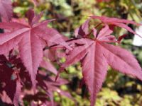 Acer palmatum Bloodgood