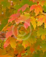 Acer rubrum