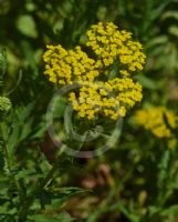 Achillea ageratum