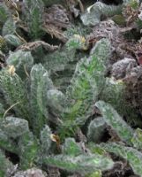 Achillea tomentosa