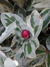 Acokanthera oblongifolia Variegata