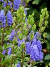 Aconitum carmichaelii