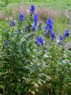 Aconitum carmichaelii