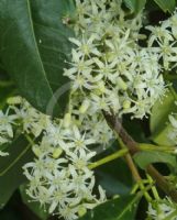 Acronychia oblongifolia