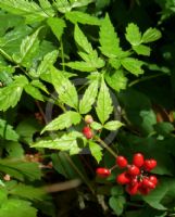 Actaea rubra