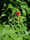 Actaea rubra