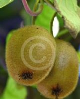 Actinidia chinensis