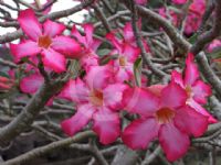 Adenium obesum