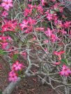 Adenium obesum