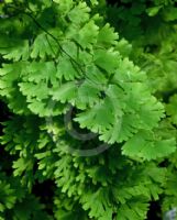 Adiantum capillus-veneris