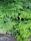 Adiantum formosum